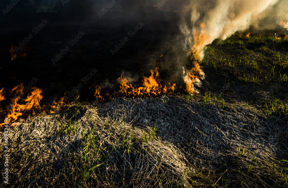 The grass burns in a meadow. Ecological catastrophy. Fire and smoke destroy all life. The grass burns in a meadow. Ecological catastrophy. Fire and smoke destroy all life.
