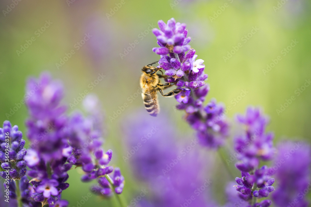 Obraz pszczoła miodna na kwiecie lawendy fototapeta, plakat