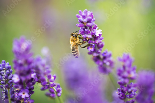 pszczoła miodna na kwiecie lawendy