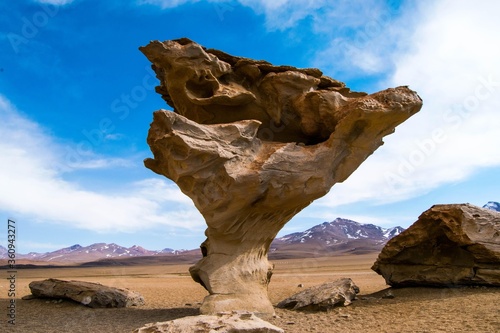Stone tree - Desert of Bolivia. Beautiful rock formation that looks like a tree in the Bolivian desert