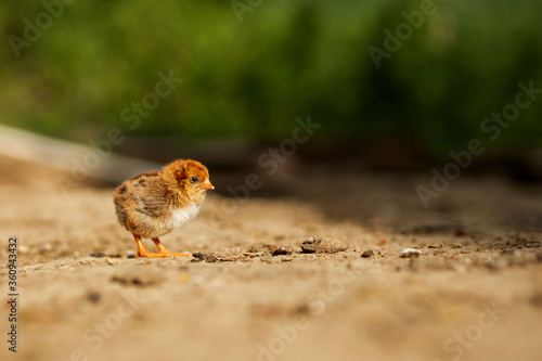 portrait of Easter little fluffy yellow chicken walking in the yard of the village on a Sunny spring day © volody10