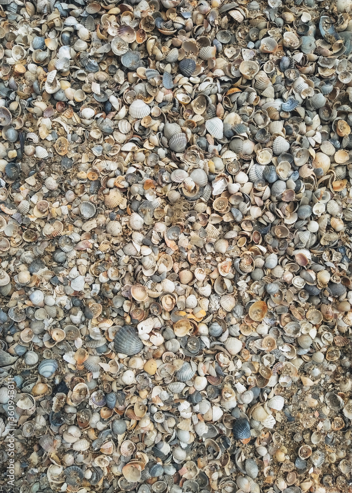 The texture of small and large, multi-colored sea shells with gray sand. Photograph, top view. The texture of small and large, multi-colored sea shells with gray sand. Photograph, top view.