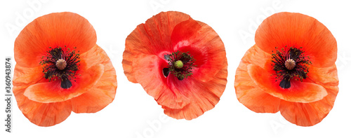 Poppy flowers head collection isolated on white background. Flat lay  top view