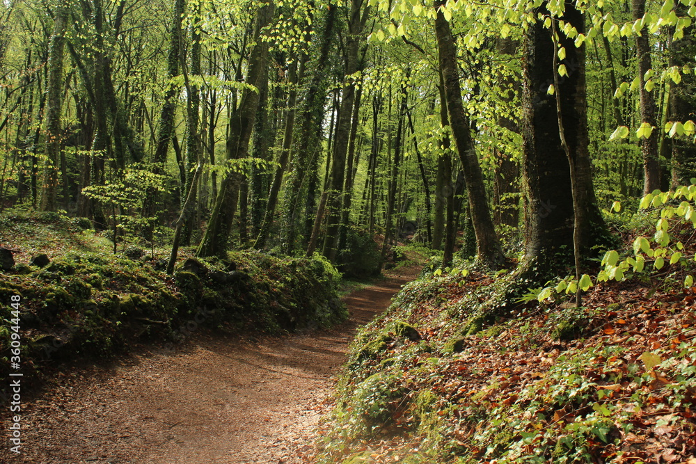 Fototapeta premium Landscape in the forest (autumn) in La fageda d'en Jordà (Olot, Catalonia) / Paisaje de un bosque 