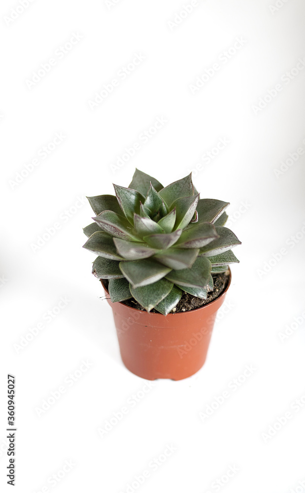 isolated succulent plant in white background isolated succulent plant in white background