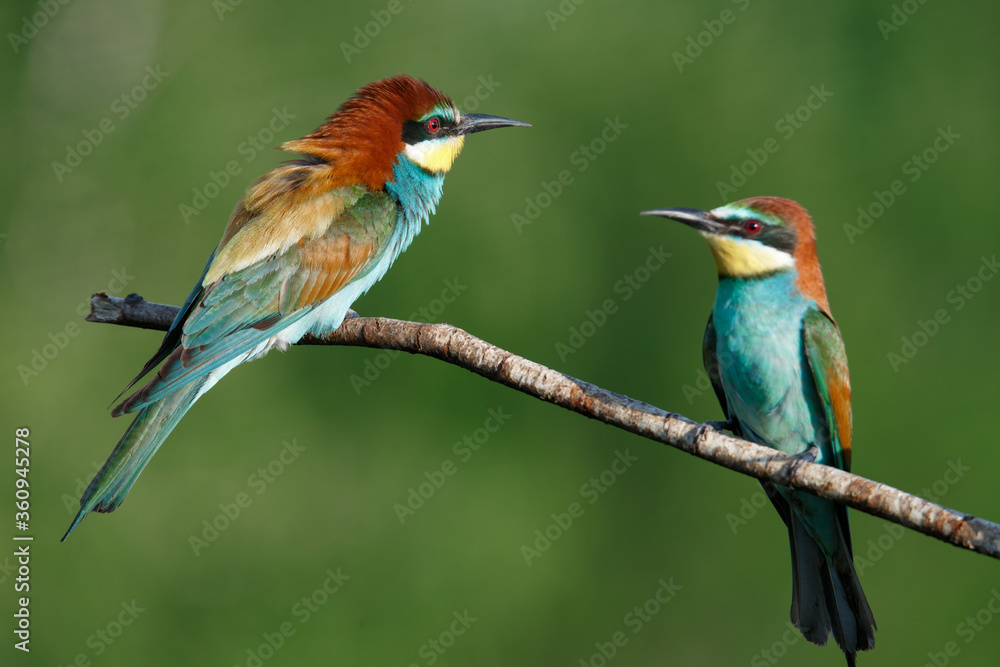European bee-eater, merops apiaster. on a Sunny morning, two birds are sitting on a branch. European bee-eater, merops apiaster. on a Sunny morning, two birds are sitting on a branch.