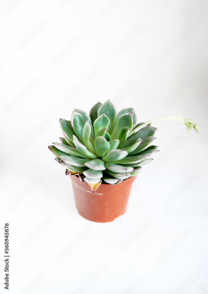 isolated succulent plant in white background isolated succulent plant in white background