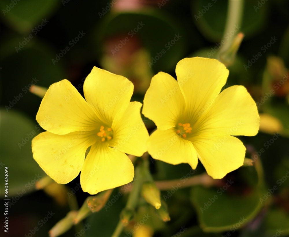 yellow flowers in the garden yellow flowers in the garden