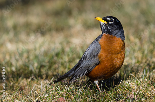 American Robin (Turdus migratorius) on the ground. Songbird searching for worms on a grassy lawn background