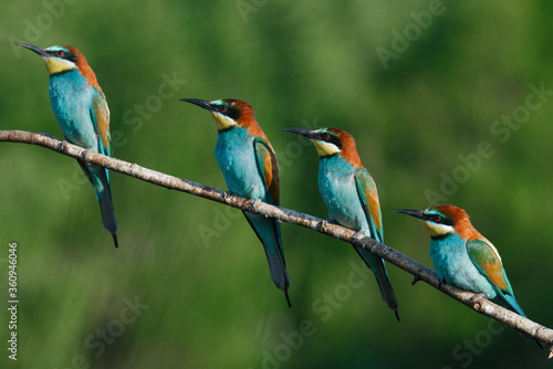 European bee-eater, merops apiaster.on a Sunny morning, four birds are sitting on a branch.