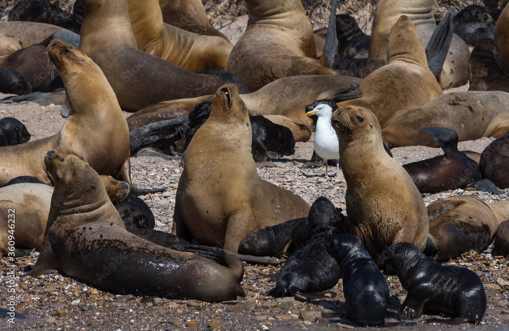 Fototapeta premium Sea lion colony with young animals on an island, Patagonia, Argentina