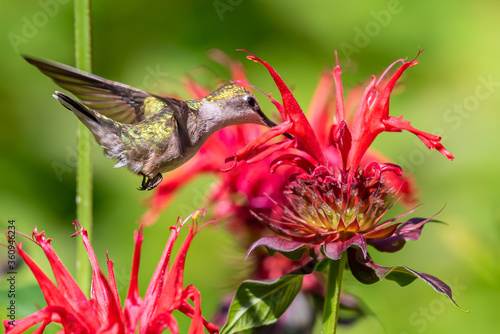 Ruby throated hummingbird feeding from red monarda bee balm flower in garden