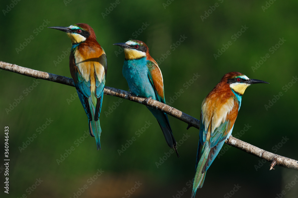 European bee-eater, merops apiaster.on Sunny morning, three birds are sitting on a branch. European bee-eater, merops apiaster.on Sunny morning, three birds are sitting on a branch.