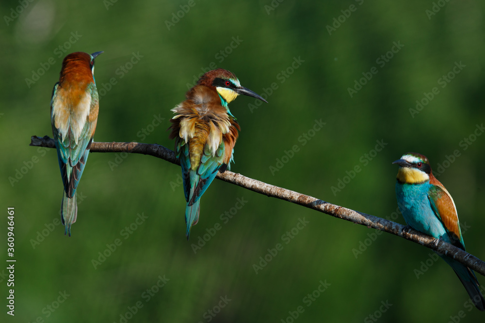 European bee-eater, merops apiaster.on Sunny morning, three birds are sitting on a branch. European bee-eater, merops apiaster.on Sunny morning, three birds are sitting on a branch.