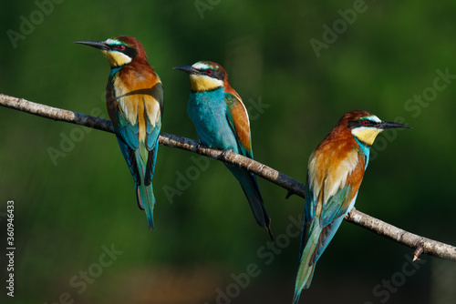 European bee-eater, merops apiaster.on Sunny morning, three birds are sitting on a branch. © Aleksei Zakharov