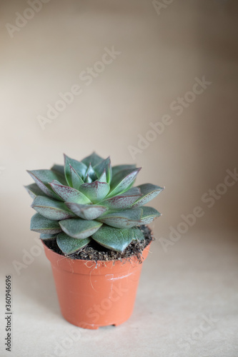 isolated succulent plant in white background