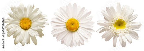 Collection white daisy head flower isolated on white background. Medical chamomile. Flat lay, top view. Floral pattern, object