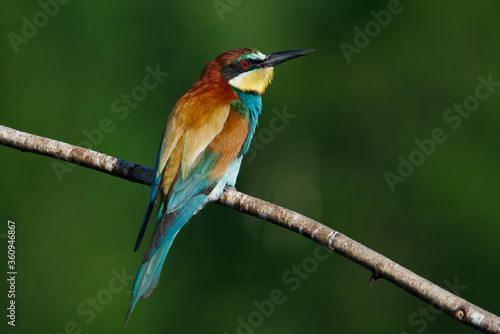 Golden bee-eater sitting on a branch