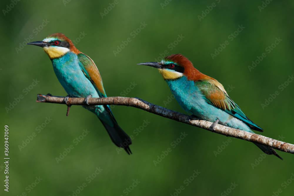 Golden bee-eater sitting on a branch Golden bee-eater sitting on a branch
