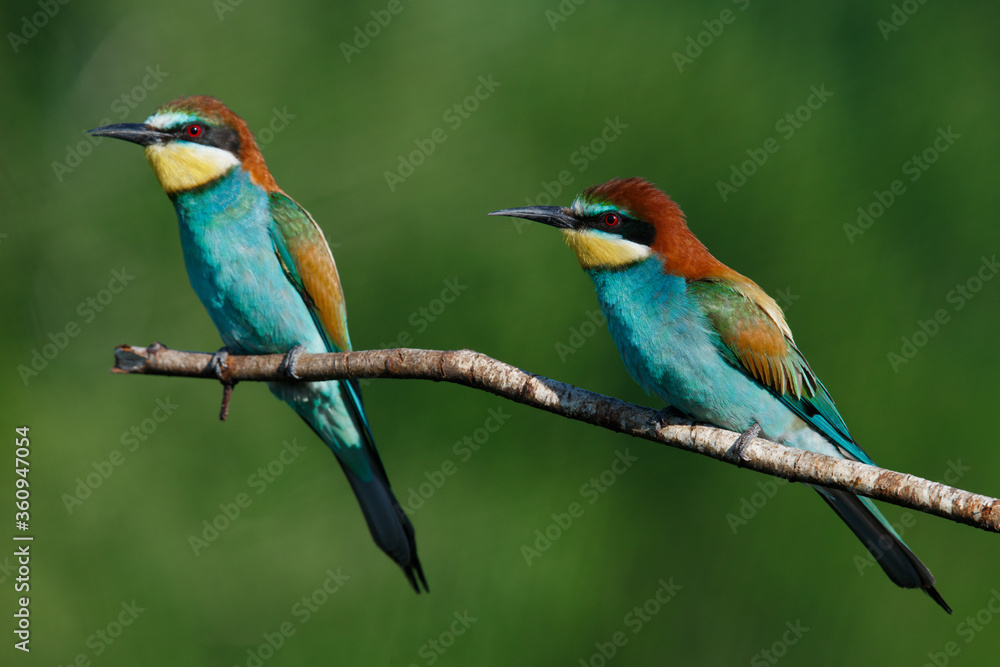 Fototapeta premium Golden bee-eater sitting on a branch