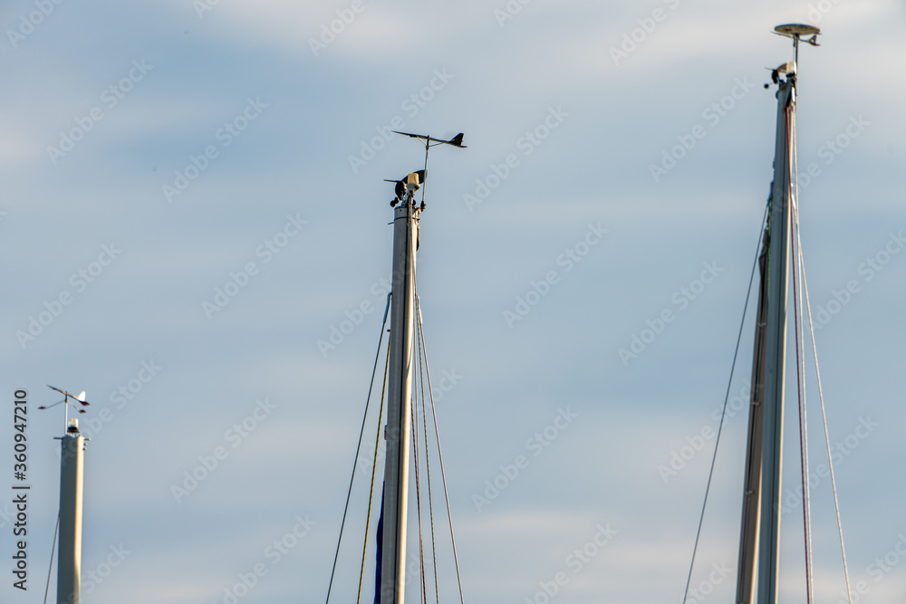 Obraz premium Schiffsmasten