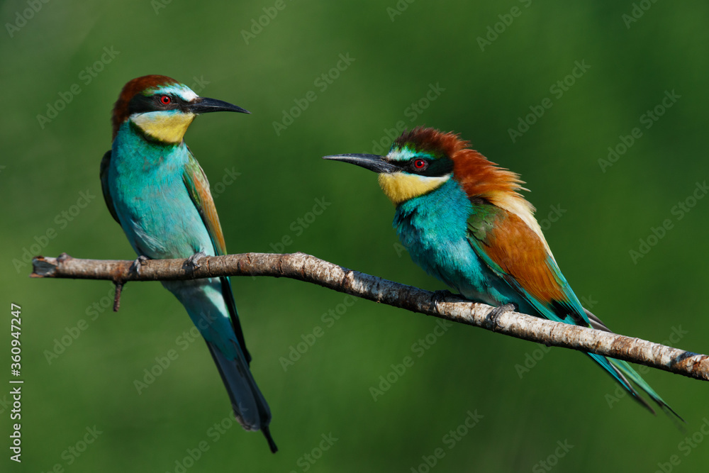 Fototapeta premium Golden bee-eater sitting on a branch