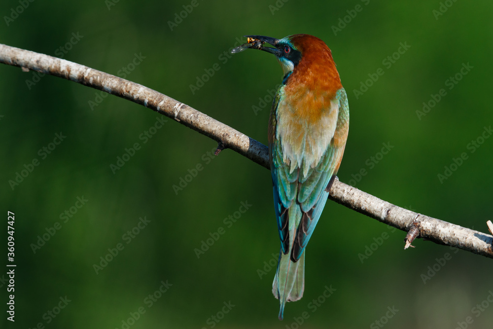 The European Bee-eaters, Merops apiaster is sitting and showing off on a nice branch, has some insect in its beak, The European Bee-eaters, Merops apiaster is sitting and showing off on a nice branch, has some insect in its beak,