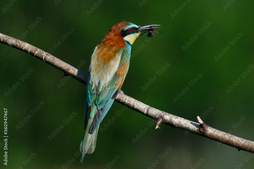 The European Bee-eaters, Merops apiaster is sitting and showing off on a nice branch, has some insect in its beak, The European Bee-eaters, Merops apiaster is sitting and showing off on a nice branch, has some insect in its beak,