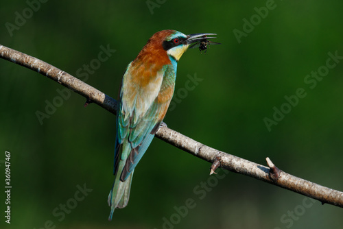 The European Bee-eaters, Merops apiaster is sitting and showing off on a nice branch, has some insect in its beak,