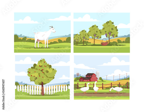 Village scenes semi flat vector illustration set. Milk goat standing near fence. Apple tree. Grape harvest. Geese feeding on ranch. Farmland 2D cartoon landscape collection for commercial use