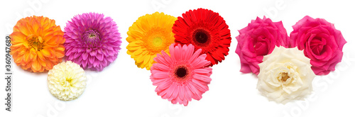 Collection bouquets of rose  dahlia and gerbera isolated on a white background. Elegant and stylish flowers. Flat lay  top view