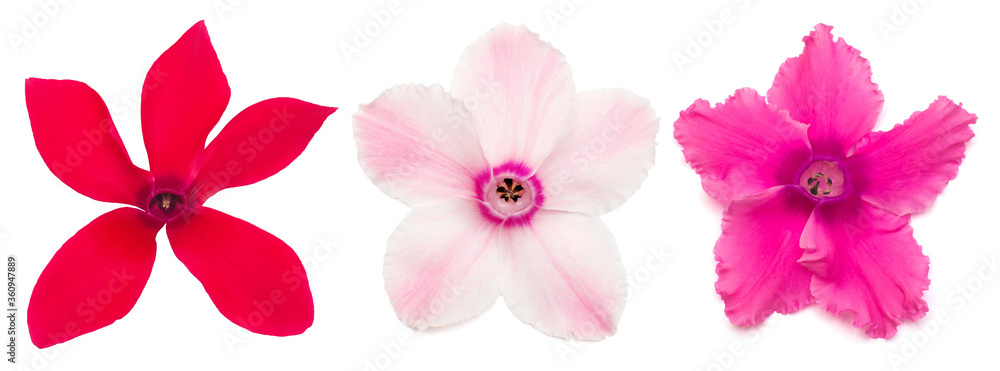Set flower pink cyclamen isolated on white background. Shape of starfish and eyes. Summer. Spring. Flat lay, top view. Love. Valentine's Day