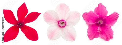 Set flower pink cyclamen isolated on white background. Shape of starfish and eyes. Summer. Spring. Flat lay  top view. Love. Valentine s Day
