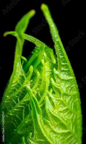 blooming leaf texture isolated on black background, closeup, macro, concept of abstract beauty of leaves photo