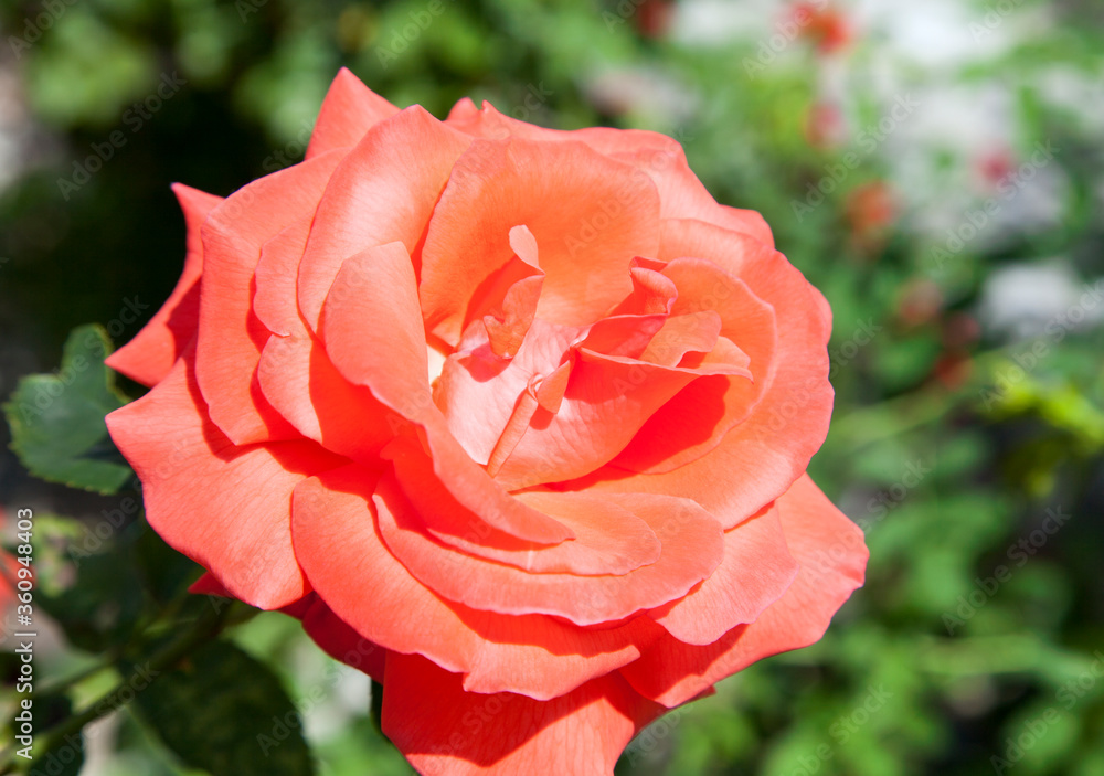 Pink Rose Close Up Pink Rose Close Up