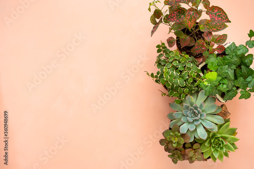 Flat lay banner copy space frame of trending collection of various indoor plants and succulents pink background.