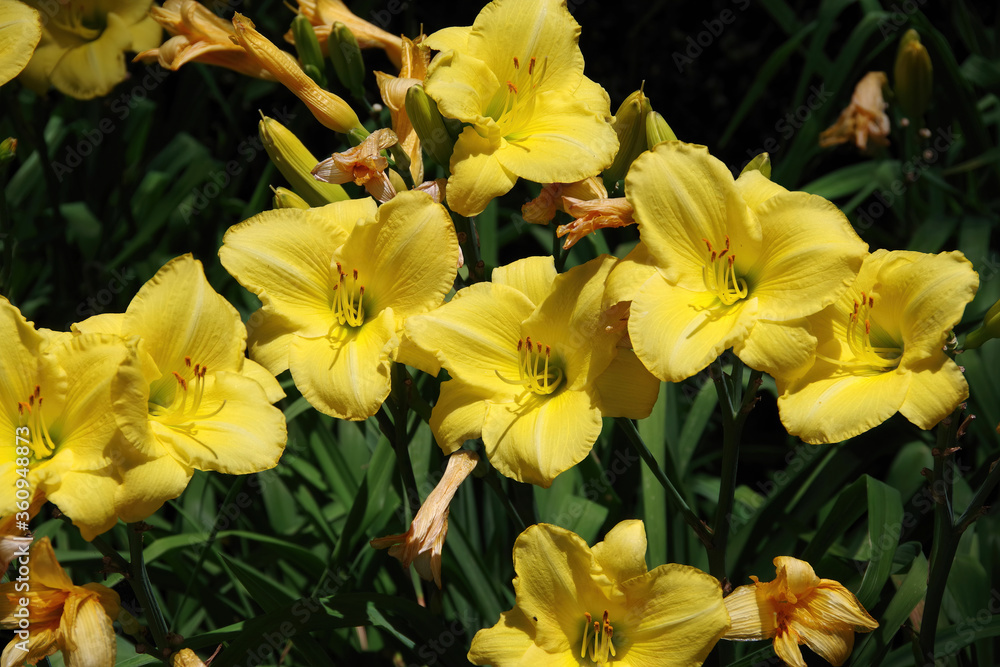 Close-up selective focus view of a group of bright yellow blooming fresh day lilies Close-up selective focus view of a group of bright yellow blooming fresh day lilies