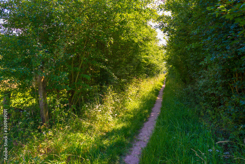 Sunken lane in a green deciduous forest in sunlight and shadows in summer
