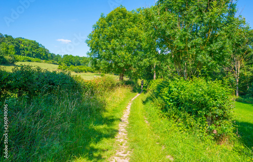 Fototapeta Naklejka Na Ścianę i Meble -  Sunken lane in a green deciduous forest  in sunlight and shadows in summer