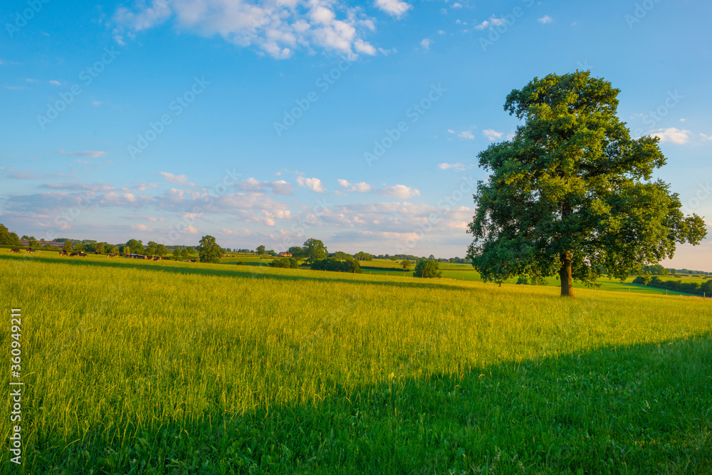 Grassy fields and trees with lush green foliage in green rolling hills below a blue sky in sunlight in summer Grassy fields and trees with lush green foliage in green rolling hills below a blue sky in sunlight in summer