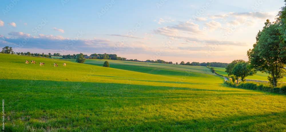 Fototapeta premium Grassy fields and trees with lush green foliage in green rolling hills below a blue sky in the light of sunset in summer
