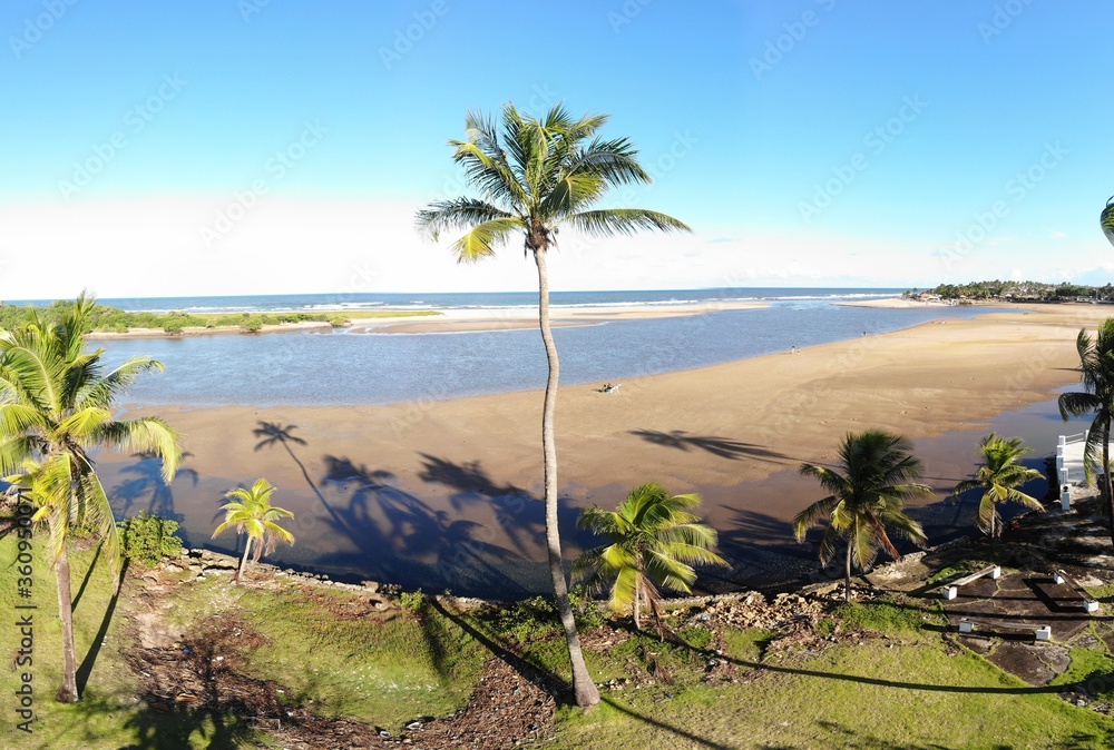 Coconut Tree in Buraquinho Beach, Bahia, Brazil
