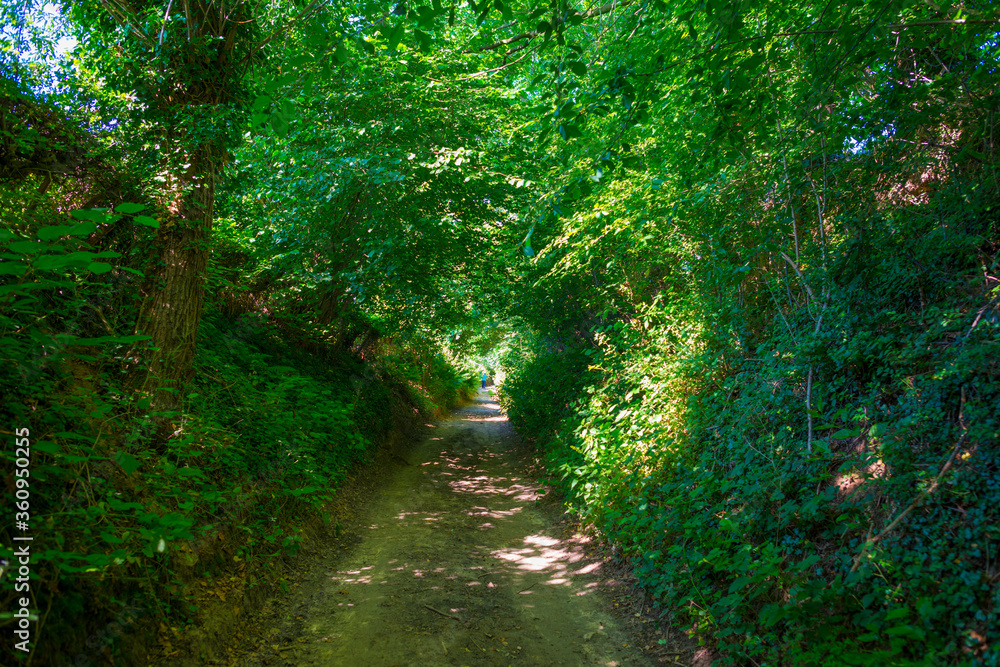 Sunken lane in a green deciduous forest in sunlight and shadows in summer Sunken lane in a green deciduous forest in sunlight and shadows in summer