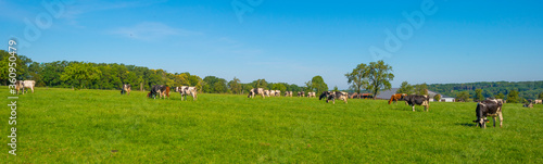 Wallpaper Mural Herd of cows in a green grassy meadow on the slope of a hill below a blue sky in sunlight in summer Torontodigital.ca