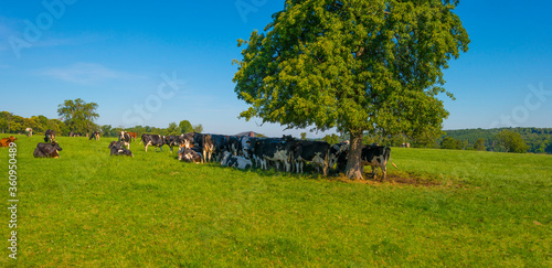 Herd of cows in a green grassy meadow on the slope of a hill below a blue sky in sunlight in summer