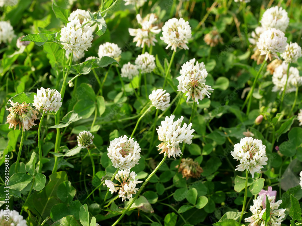 Meadow clover on green defocused background, white clover Meadow clover on green defocused background, white clover
