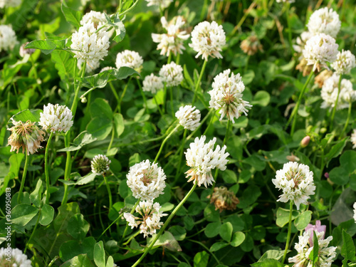 Meadow clover on green defocused background, white clover