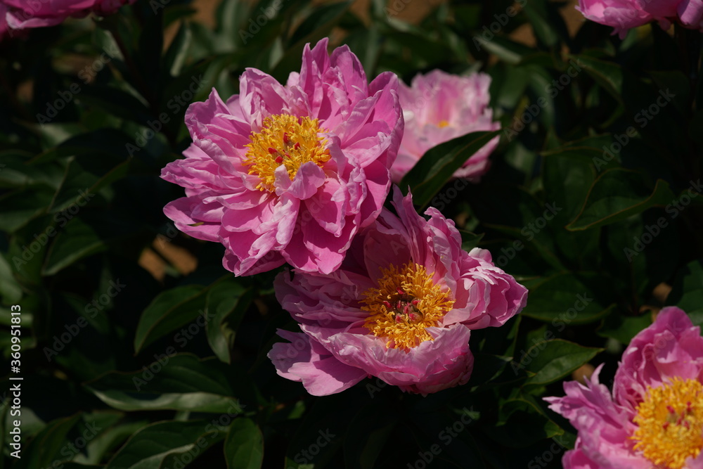 Light Pink Japanese Peony Light Pink Japanese Peony