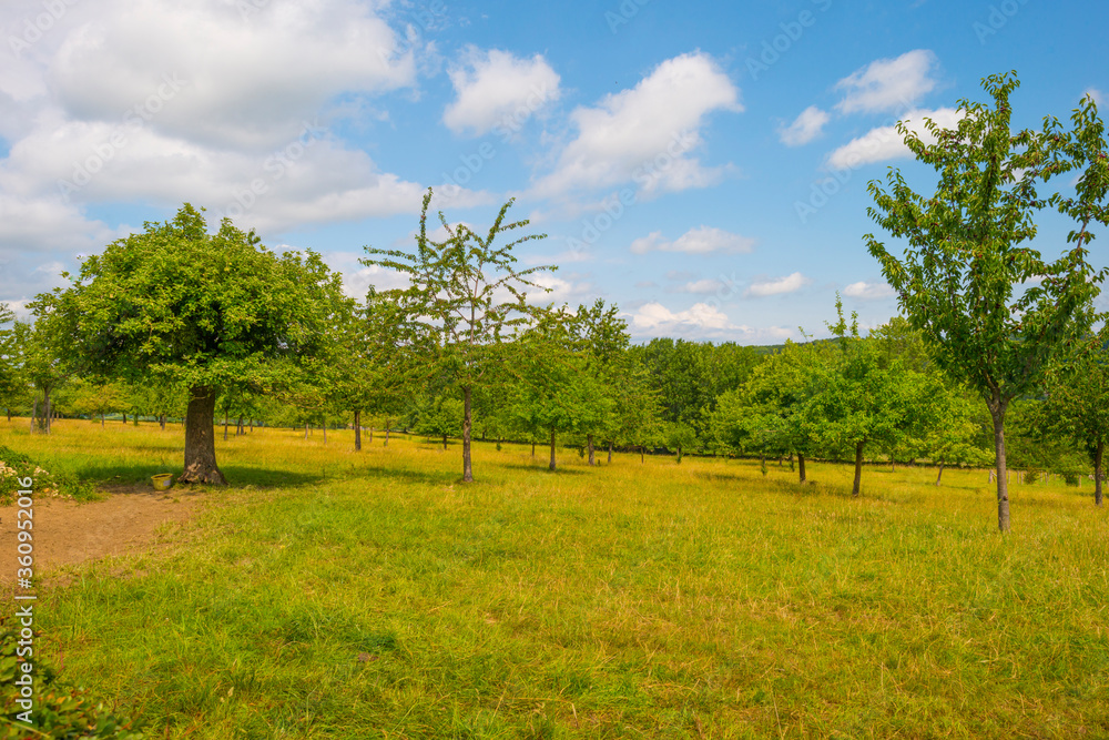 Apple trees in an orchard in a green meadow on the slope of a hill below a blue sky in sunlight in summer