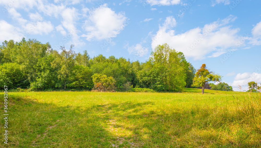 Grassy fields and trees with lush green foliage in green rolling hills below a blue sky in sunlight in summer Grassy fields and trees with lush green foliage in green rolling hills below a blue sky in sunlight in summer